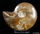 Inch Polished Ammonite - Red Iredescents #2907-1